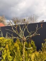 Троянда на штамбі Shrub Rose С5 штамб 1,1-1,2 м - Зображення 2