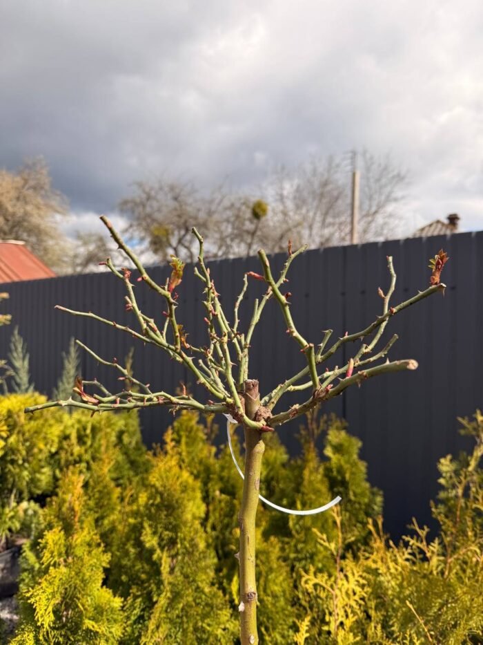 Троянда на штамбі Shrub Rose С5 штамб 1,1-1,2 м - Зображення 2