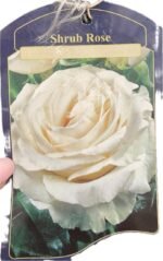 Троянда на штамбі Shrub Rose С5 штамб 1,1-1,2 м