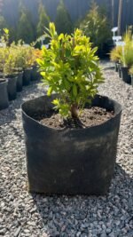 Спірея Білларда (Spiraea billardii) 7 - Зображення 2