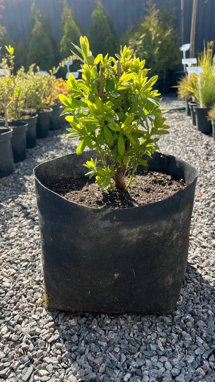 Спірея Білларда (Spiraea billardii) 7 - Зображення 2