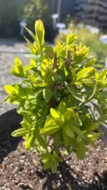 Спірея Білларда (Spiraea billardii) 7 - Зображення 3