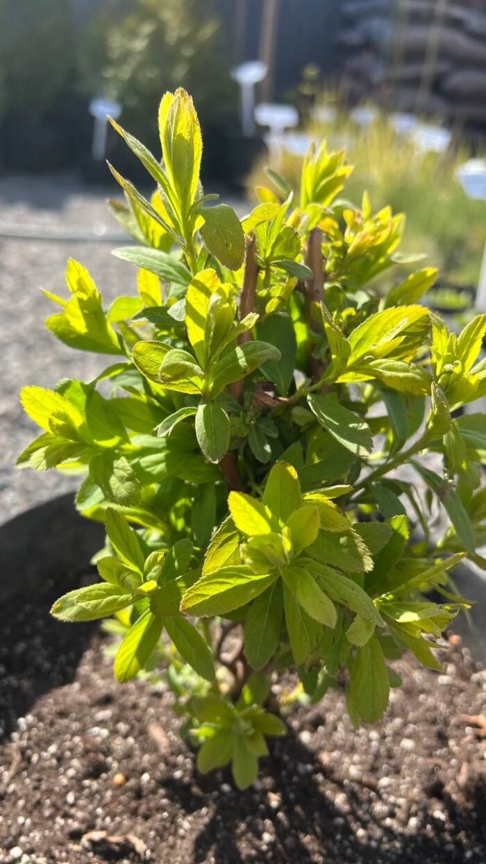 Спірея Білларда (Spiraea billardii) 7 - Зображення 3