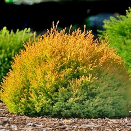 Туя західна Rheingold С3