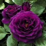 Троянда  "Перпл еден" Purple Eden флорибунда