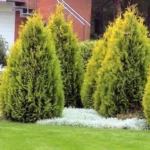 Туя західна «Голден Смарагд» С3 - Зображення 3