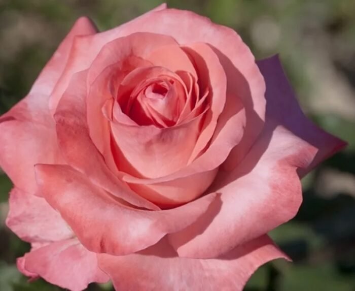 Троянда Артур Рембо (Arthur Rimbaud) - Зображення 2