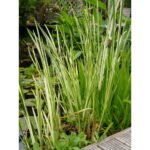 Аїр болотний 'Variegatus' (Acorus calamus 'Variegatus') С2