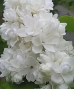 Бузок звичайний Мадам Лемуан Madame Lemoine С3 - Зображення 2