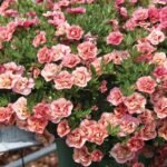 Калібрахоа Calita "Double Apricot"
