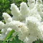 Бузок звичайний Мадам Лемуан Madame Lemoine С3