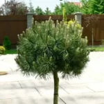Сосна гірська Хампі на штамбі (Pinus mugo Humpy) С3