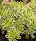 Седум/очиток Міддендорфа Sedum middendorffianum С1,5