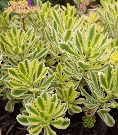 6849c84f079c2-500x500 Седум/очиток Міддендорфа Sedum middendorffianum С1,5 - Зображення 1
