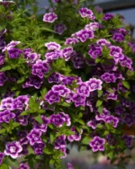 Калібрахоа Cabaret Special Double Purple Bicolor Р9