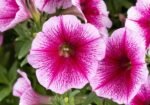 Петунія Capella Fuchsia lace P9