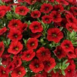 Калібрахоа Colibri bright red Р9