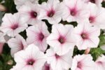Петунія Supertunia Vista Silverberry