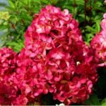 Гортензія волотиста Петіт Чері Petite Cherry С5