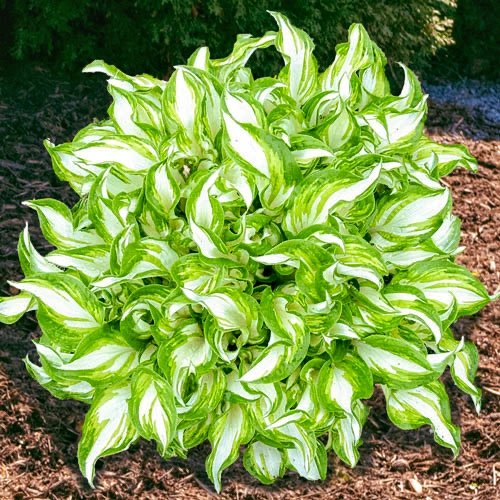 Kiwi Spearmint Hosta Хоста Kiwi Spearmint С3 - Зображення 1