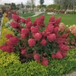 Гортензія волотиста Петіт Чері Petite Cherry С5 - Зображення 2