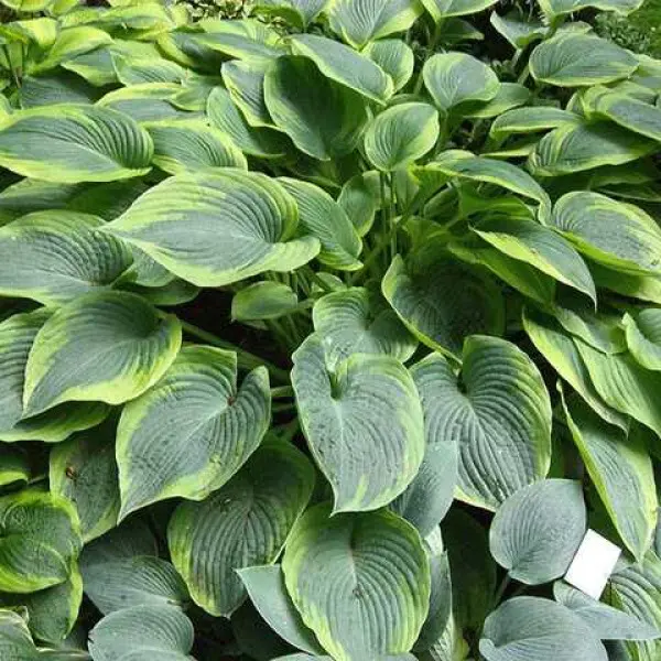 hosta-alvatine-taylor-600x600 Хоста 'Alvatine Taylor' С3 - Зображення 1