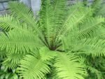 Папороть Страусове перо звичайне (Matteuccia struthiopteris) С1