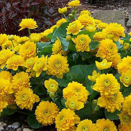 kala-bolotna-plena-mahrova-kvitka-445x445 Кала болотна 'Plena' (Multiplex) (Caltha palustris 'Plena' (Multiplex)) 1 - Зображення 1