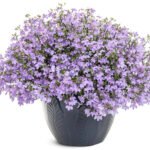 Лобелія (Lobelia) Lilac Р9