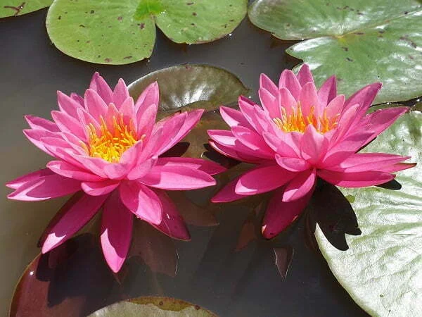 ninfea-celebration Німфея 'Celebration' (Nymphaea 'Celebration') - Зображення 1