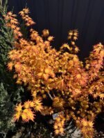 Клен пальмолистний Orange Dream С12