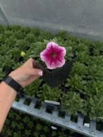 Петунія Capella Fuchsia lace P9 - Зображення 3