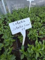 Лобелія (Lobelia) Lilac Р9 - Зображення 4