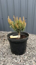 Сосна гірська Хампі на штамбі (Pinus mugo Humpy) С3 - Зображення 2
