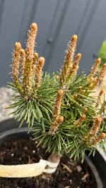 Сосна гірська Хампі на штамбі (Pinus mugo Humpy) С3 - Зображення 3