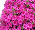 Тайдал Hot Pink