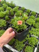 Калібрахоа Calita "Double Apricot" - Зображення 2