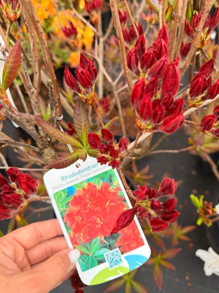 Азалія "Royal Command" С10 - Зображення 3