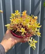 Седум/очиток Міддендорфа Sedum middendorffianum С1,5 - Зображення 2