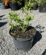 Гортензія волотиста Петіт Чері Petite Cherry С5 - Зображення 4