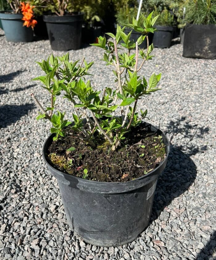 Гортензія волотиста Петіт Чері Petite Cherry С5 - Зображення 4