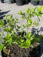 Гортензія волотиста Петіт Чері Petite Cherry С5 - Зображення 5