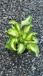 Хоста Kiwi Spearmint С3 - Зображення 2