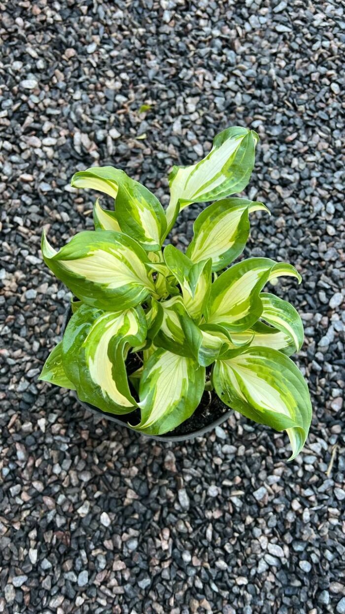 Хоста Kiwi Spearmint С3 - Зображення 2