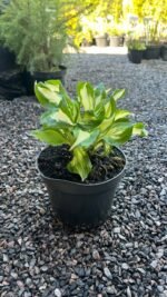 Хоста Kiwi Spearmint С3 - Зображення 3