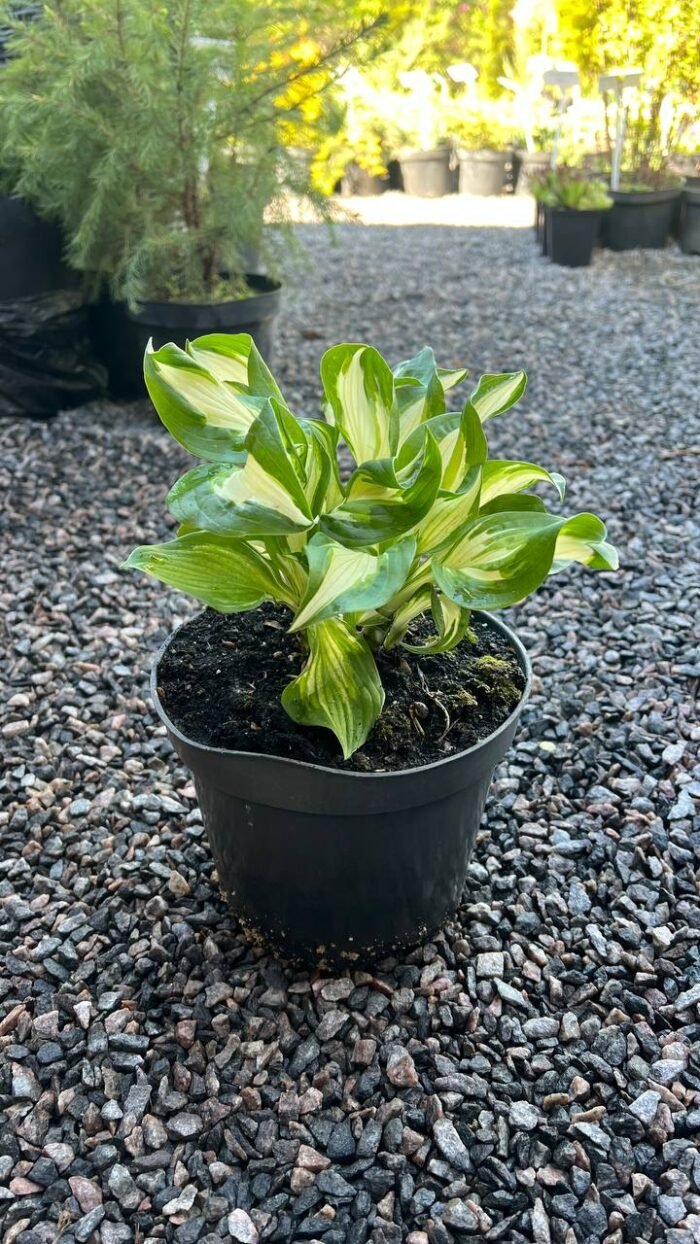 Хоста Kiwi Spearmint С3 - Зображення 3