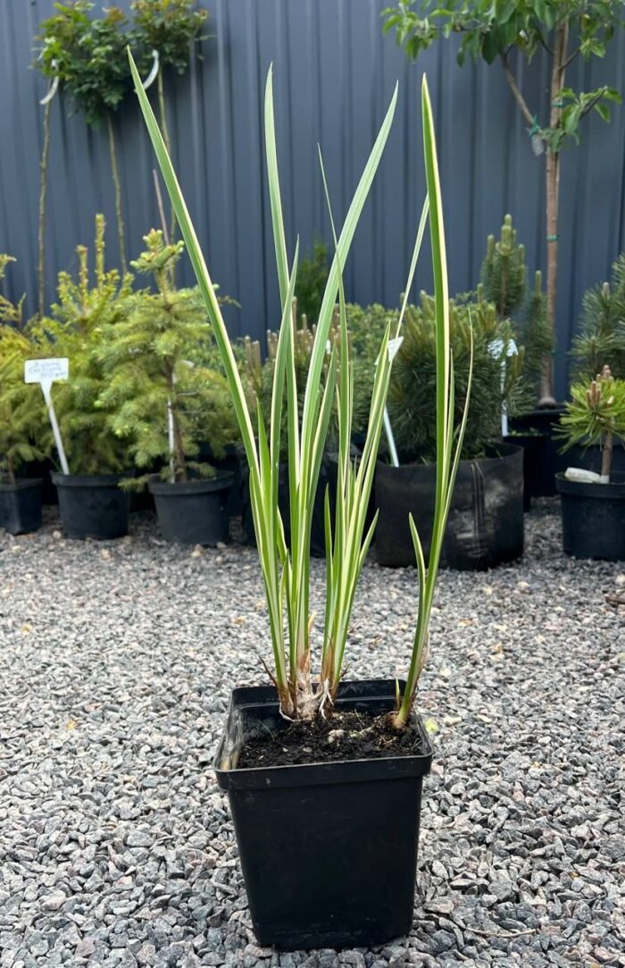 Аїр болотний 'Variegatus' (Acorus calamus 'Variegatus') С2 - Зображення 2