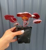 Гейхера 'Sugar Plum'  Р9 - Зображення 3