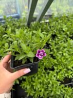 Калібрахоа Cabaret Special Double Purple Bicolor Р9 - Зображення 2