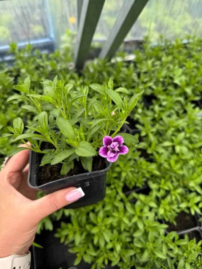 Калібрахоа Cabaret Special Double Purple Bicolor Р9 - Зображення 2